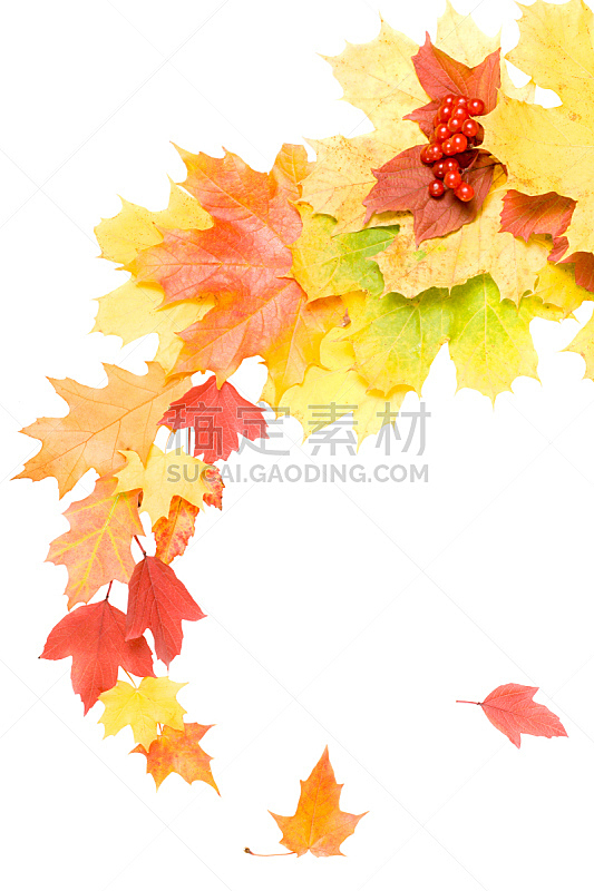秋天,叶子,自然美,分离着色,在上面,白色,自然,垂直画幅,橙色,九月