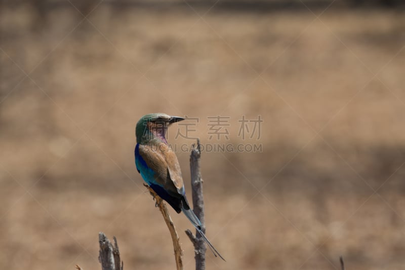 自然,野外动物,自由,热带气候,野生动物,环境,翅膀,脊椎动物,北美歌雀,草