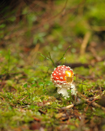 自然,垂直画幅,家蝇,秋天,疣,毒蝇菇,野生植物,毒蘑菇,植物茎,真菌