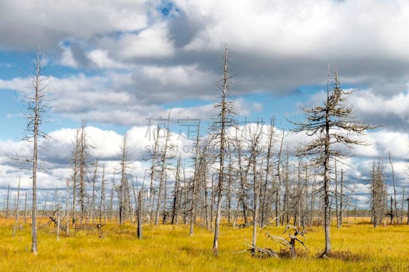 landscape of dry trees in a swamp in Siberia