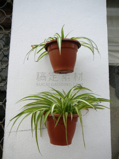 spider plant,两个物体,醉蝶花,室内植物,垂直画幅,绿色,无人,夏天,西班牙,白色