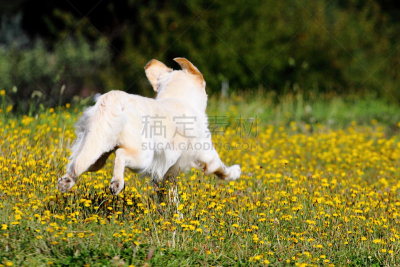 金毛寻回犬,逃亡者,动物扑击,假人撞击测试,黄色,纯种犬,秋天,图像,寻回（动物习性）,跑