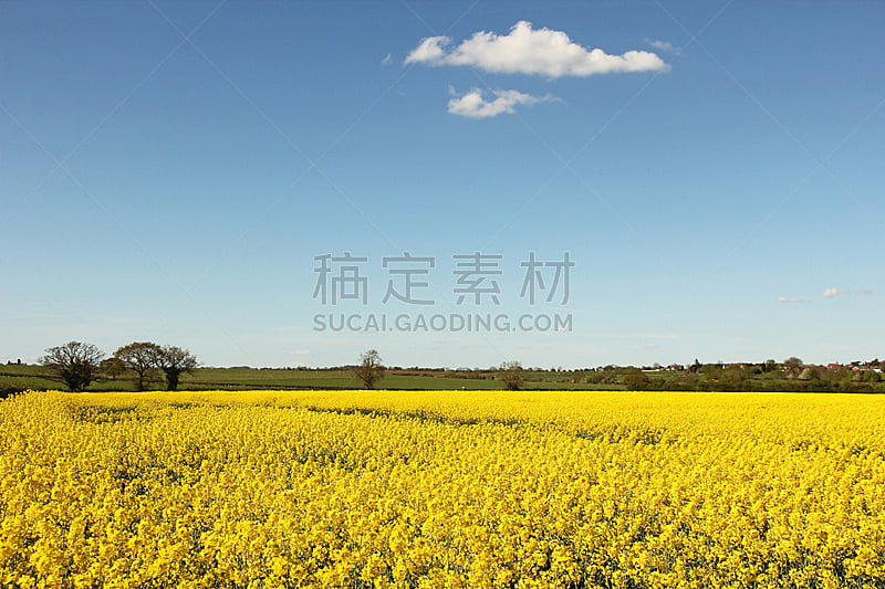 天空,田地,蓝色,油菜花,黄色,水平画幅,无人,户外,明亮,农作物