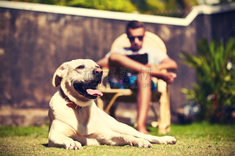 家庭花园,金毛拉布拉多猎犬,业主,寻回犬,水平画幅,椅子,家庭生活,夏天,户外,草