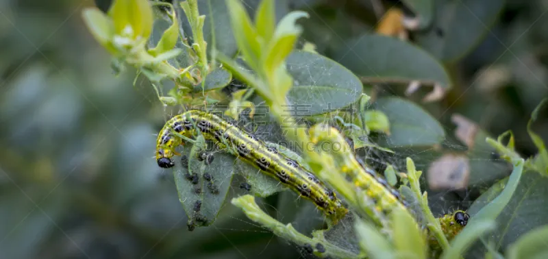 黄杨木 害虫 最大 接力赛 水平画幅 盒子 自然公园 植物 蛾 植物学图片素材下载 稿定素材