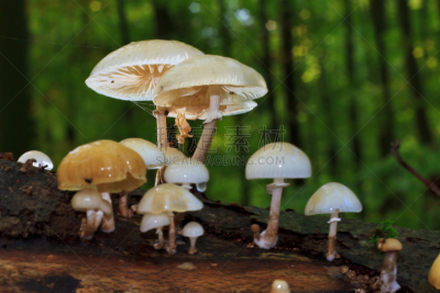 蘑菇,黏菌,瓷样伞菇,菌腮,自然,水平画幅,秋天,无人,圆木,户外