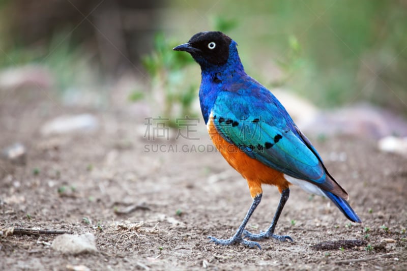 superb starling,非洲,坦桑尼亚,椋鸟,自然,野生动物,水平画幅,蓝色,鸟类,观鸟