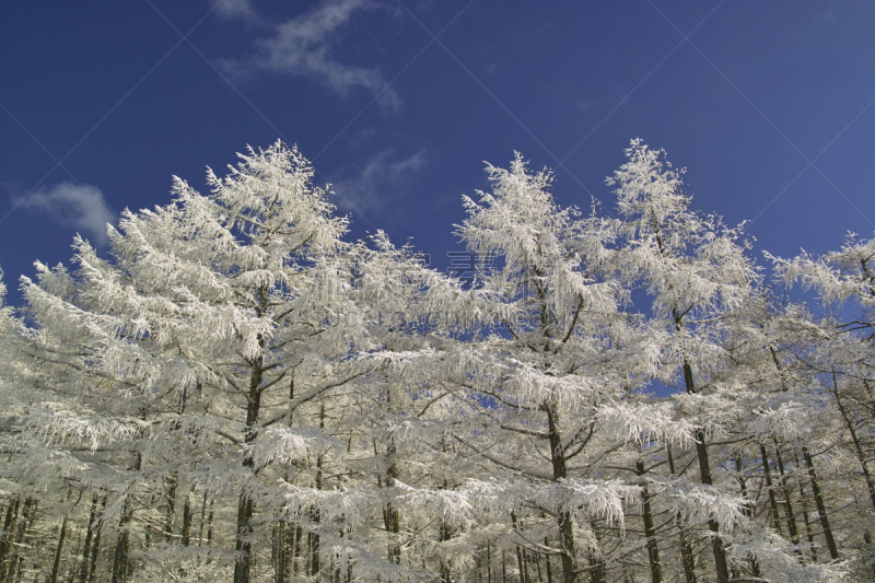 落叶松,森林,冬天,汤匙,图像,雪,松科,无人,松树,植物