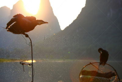 鸬鹚,王鸬鹚,漓江,阳朔,桂林,褐色,水平画幅,夜晚,鸟类,动物身体部位