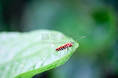 棉二点红蝽象,水平画幅,夏天,特写,泰国,heteroptera,彩色图片,害虫,热带气候,大特写