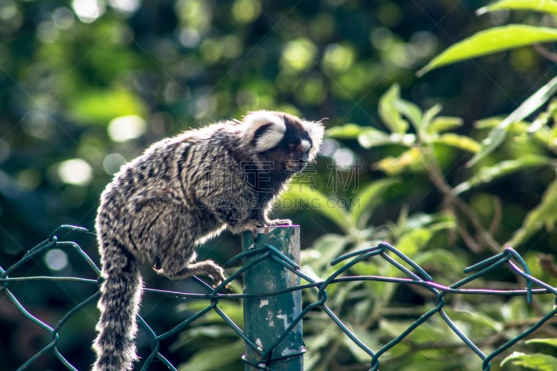 Small monkey  in an area of Atlantic Forest, in Sao Paulo