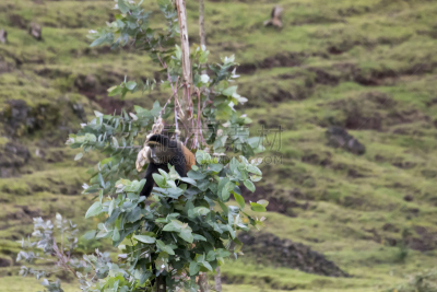parc national des volcans,金丝猴,卢旺达,濒危物种,威兰伽国家公园,特有物种,野生动物,水平画幅,无人,桉树