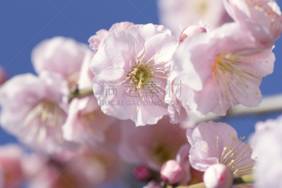 梅花,特写,重瓣花,李树,水平画幅,无人,春天,东京,粉色,关东地区