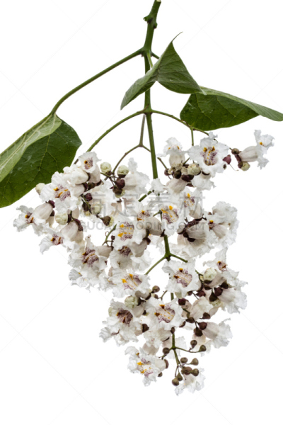 花朵,分离着色,白色背景,雪茄,自然,垂直画幅,太空,美,无人,巨大的