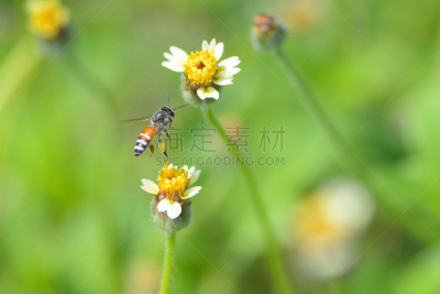 蜜蜂,杀虫剂,动物身体部位,夏天,两翼昆虫,农作物,白色,毛绒绒,花粉,草地