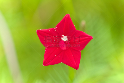 仅一朵花,水平画幅,无人,东京,日本,江东区,特写,摄影,花