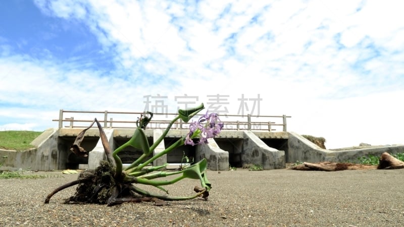 干的,被抛弃的,水坝,水,泥土,湖,管道,热带气候,自然界的状态,河岸