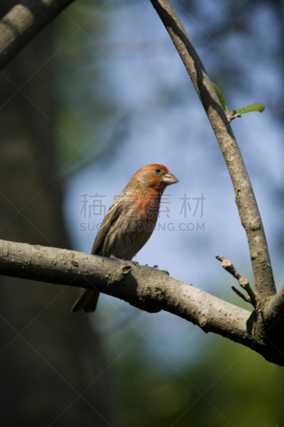 雀科,家雀,垂直画幅,选择对焦,美,褐色,野生动物,绿色,鸟类,自然美