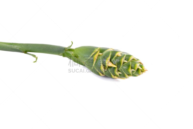 Zingiber zerumbet flowers isolated on white background.