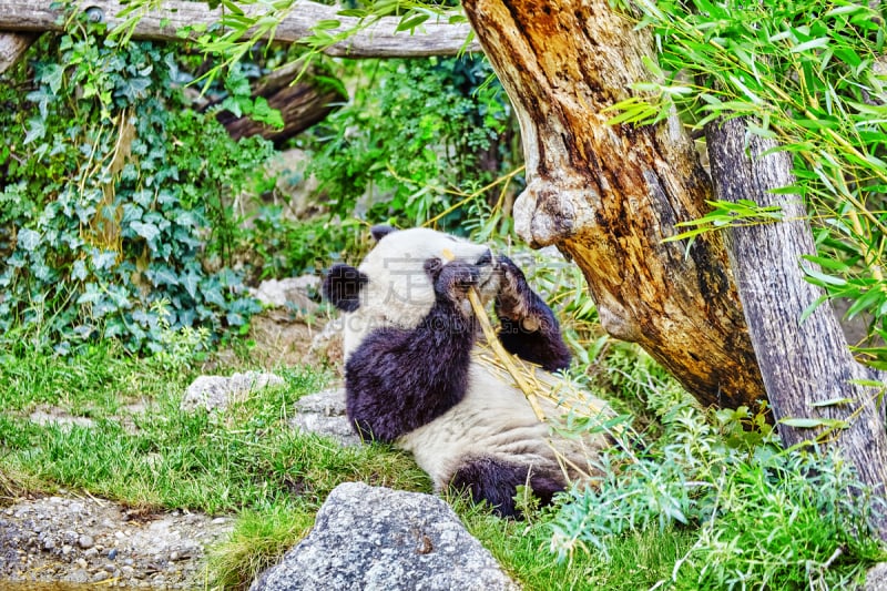 熊,绿色,熊猫,竹,可爱的,球芽甘蓝,公园,水平画幅,枝繁叶茂,热带雨林