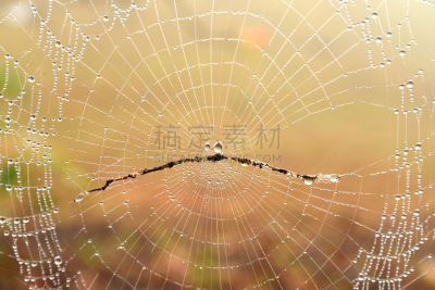蜘蛛网,水,捕鼠器,水平画幅,无人,轻的,湿,早晨,户外,特写