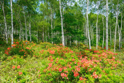 长野县,日本,杜鹃花,yachiho,森林,苏格兰高地,白桦,度假胜地,水平画幅,枝繁叶茂