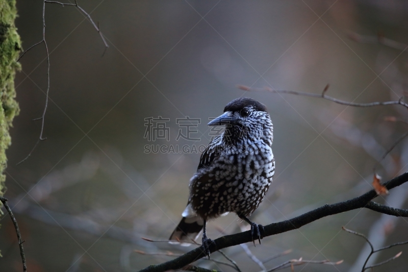 胡桃钳,斑点,德国,黑森林,褐色,坚果,水平画幅,无人,欧亚大陆,鸟类