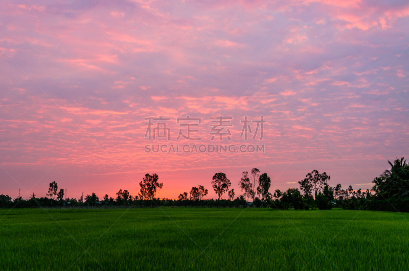 槟椥市,黎明,田地,越南,稻,天空,风,东南亚半岛,早晨,乡村风格