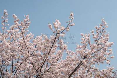 樱桃树,狂喜状态,亚洲樱桃树,粉色背景,春季系列,蓝色背景,仅一朵花,状态良好,天空,美