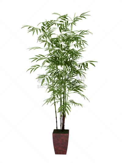 竹,竹棕树,槟榔属,槟榔树,花盆,盆栽植物,垂直画幅,绿色,无人,热带树
