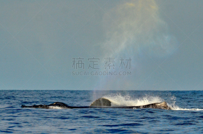 座头鲸,太平洋,平视角,水,水平画幅,呼吸孔,无人,动物习性,野外动物,户外