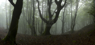 Beech tree forest