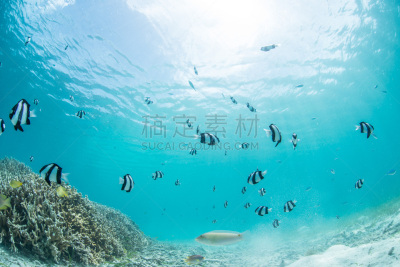 白尾鹿,在下面,水,水平画幅,无人,平视角,水下,海产,图像,浅的