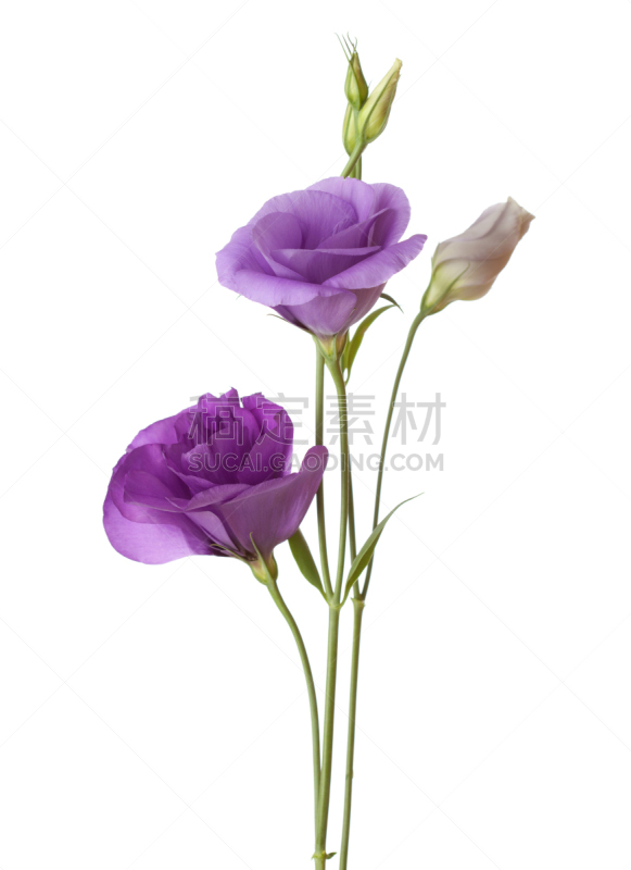 紫色,轻的,洋桔梗,垂直画幅,留白,无人,夏天,特写,花束,花蕾