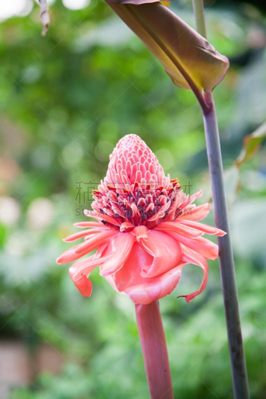 自然美,红色,粉色,姜花,手电筒,火炬姜,垂直画幅,留白,无人,生物学