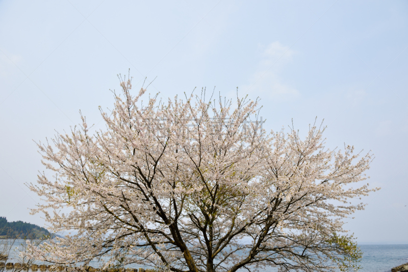 樱桃树,海滩,自然,能登半岛,北陆地区,旅游目的地,水平画幅,樱花,无人,日本