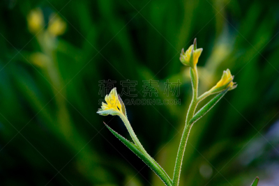 袋鼠爪花,植物,黄色,澳大利亚,灌木,黄金,雄蕊,选择对焦,留白,植物属性