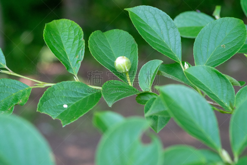 白色,夏天,树林,穿衣服,茶花,友谊,无人,黄色,日本紫茎植物,图像