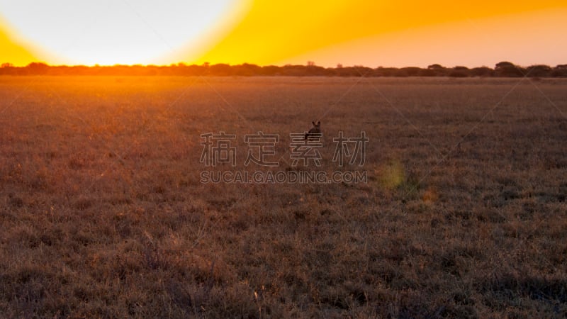 蝠耳狐,喀拉哈里沙漠,金合欢树,博茨瓦纳,水平画幅,沙子,无人,野外动物,户外,自由