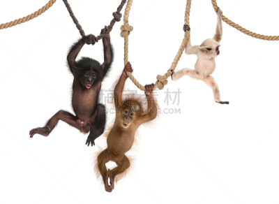 矮黑猩猩,幼小动物,羽冠长臂猿,绳子,猩猩,正面视角,褐色,水平画幅,注视镜头,无人