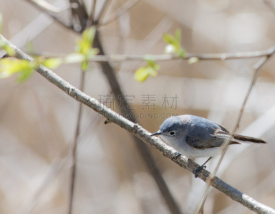 灰翼莺,灰色,蓝色,俄亥俄州,水平画幅,无人,鸟类,野外动物,户外,北美歌雀