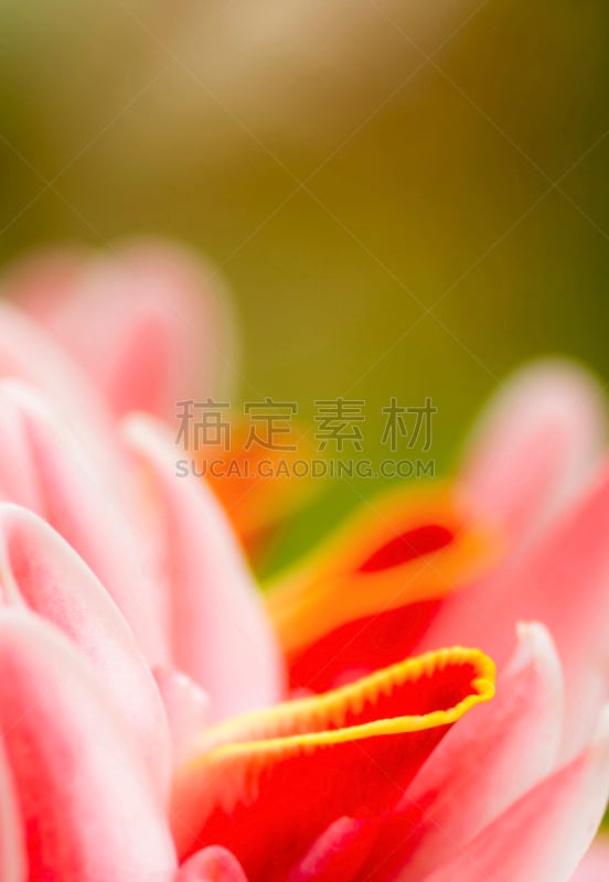 姜花,手电筒,火炬姜,亚马逊地区,垂直画幅,无人,户外,生物学,特写,植物