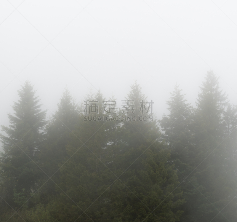 山,雾,瑞士,森林,在雾中,水,暴风雨,水平画幅,无人,巴特拉加茨