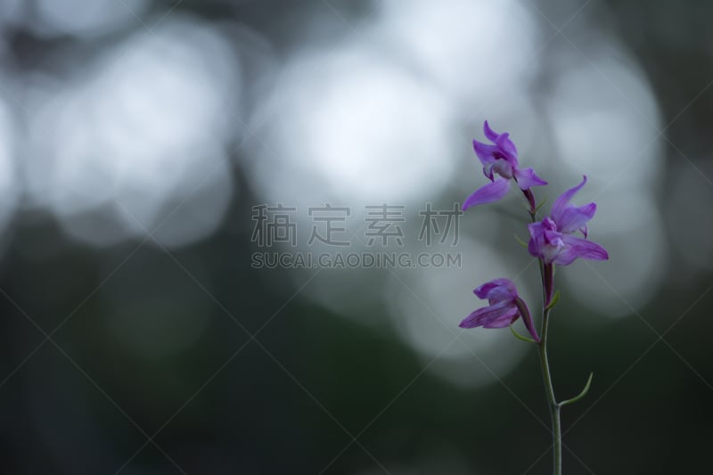 红花头蕊兰,背景聚焦,自然,美,兰花,水平画幅,无人,户外,野生植物,特写