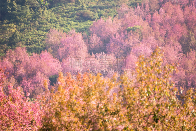 泰国,冬天,山,樱之花,洛姆,彭世洛府,姆斯堂自治区,美,水平画幅,樱花