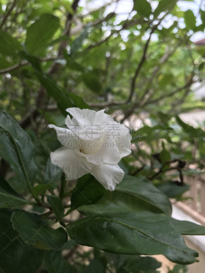 茉莉,纸风车,风车厂,花冠,垂直画幅,公园,无人,纯净,生物学,干净