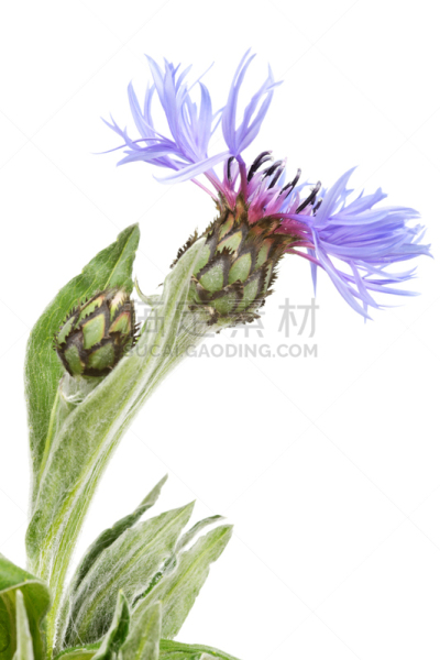 矢车菊,山矢车菊,白色,分离着色,山,自然,垂直画幅,无人,紫色,白色背景