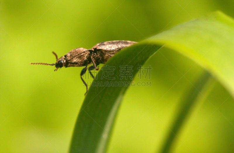 Click Beetle,自然,野生动物,水平画幅,绿色,无人,动物,草,昆虫,摄影