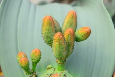 健神露,百岁兰,莫哈韦沙漠,阿拉伯半岛,植物属性,水平画幅,无人,叙利亚沙漠,纳米布沙漠,圣拉斐尔沙漠