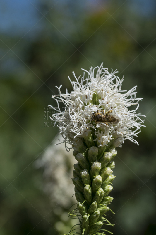 白色,鹿舌草,垂直画幅,蜜蜂,景观设计,无人,夏天,户外,特写